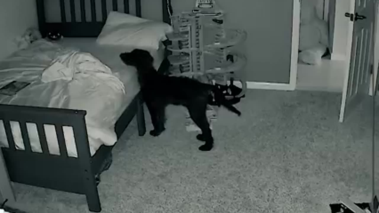 DOG CHECKS ON LITTLE BROTHER EVERY NIGHT