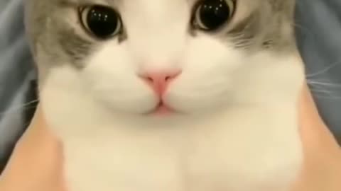 cute cat videos 😹