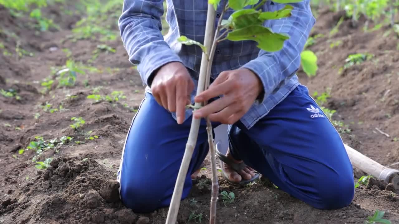 Cashew Cultivation and Cashew Nut Harvesting in My Village-11