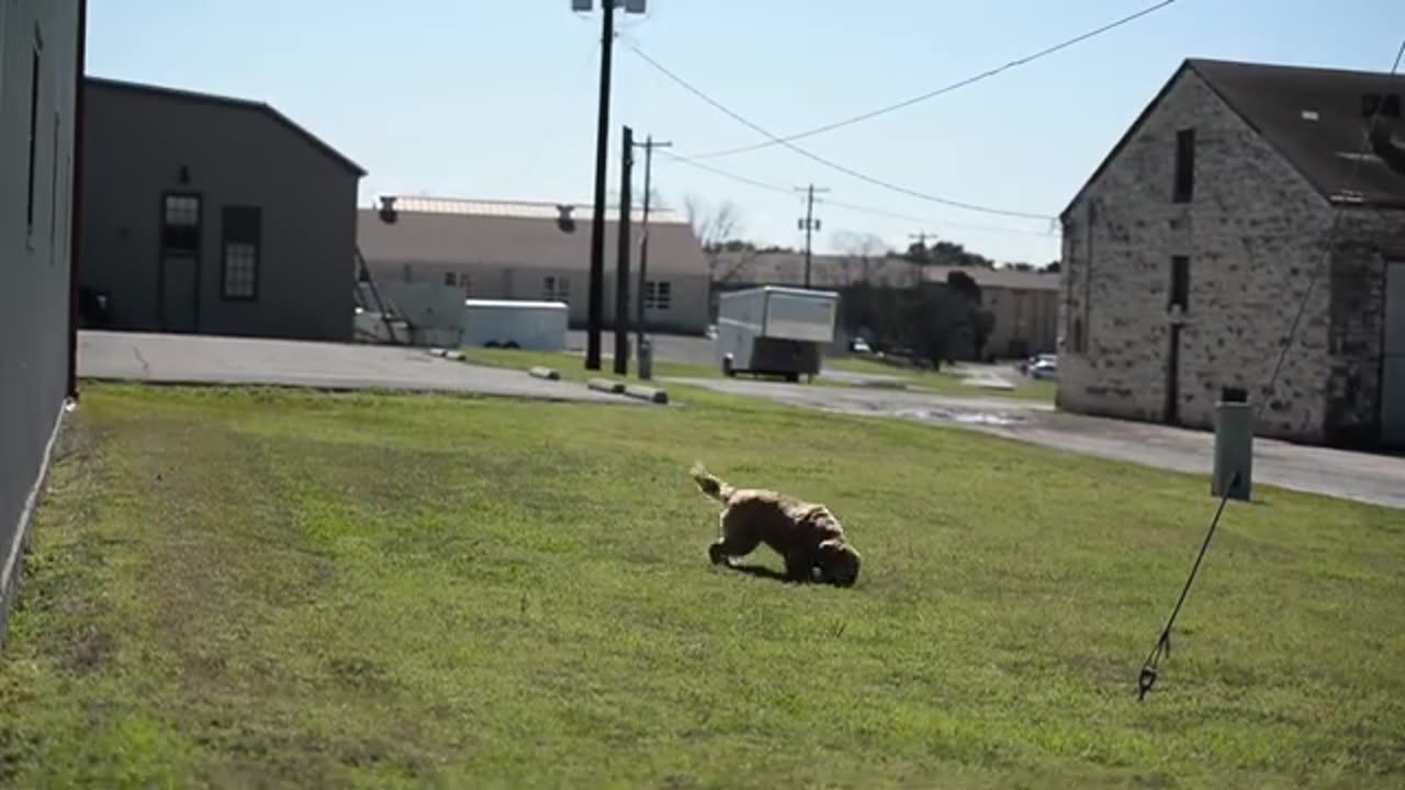 Army Therapy Dog has Positive Impact on Sexual Assault Survivors