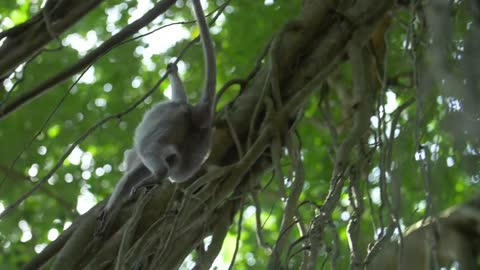 Leaping Monkey in a Sunny Rainforest