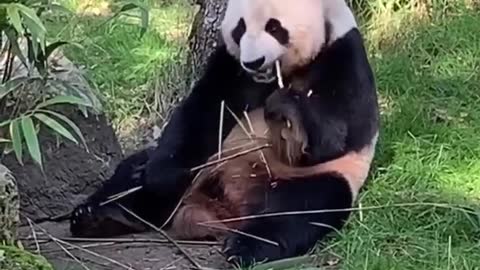 Panda eating bamboo