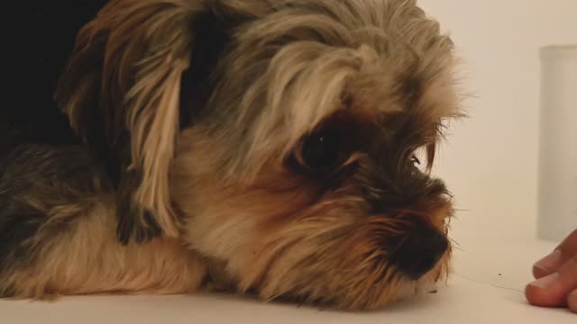 Cavalier King Charles and Samson do a circle in perfect