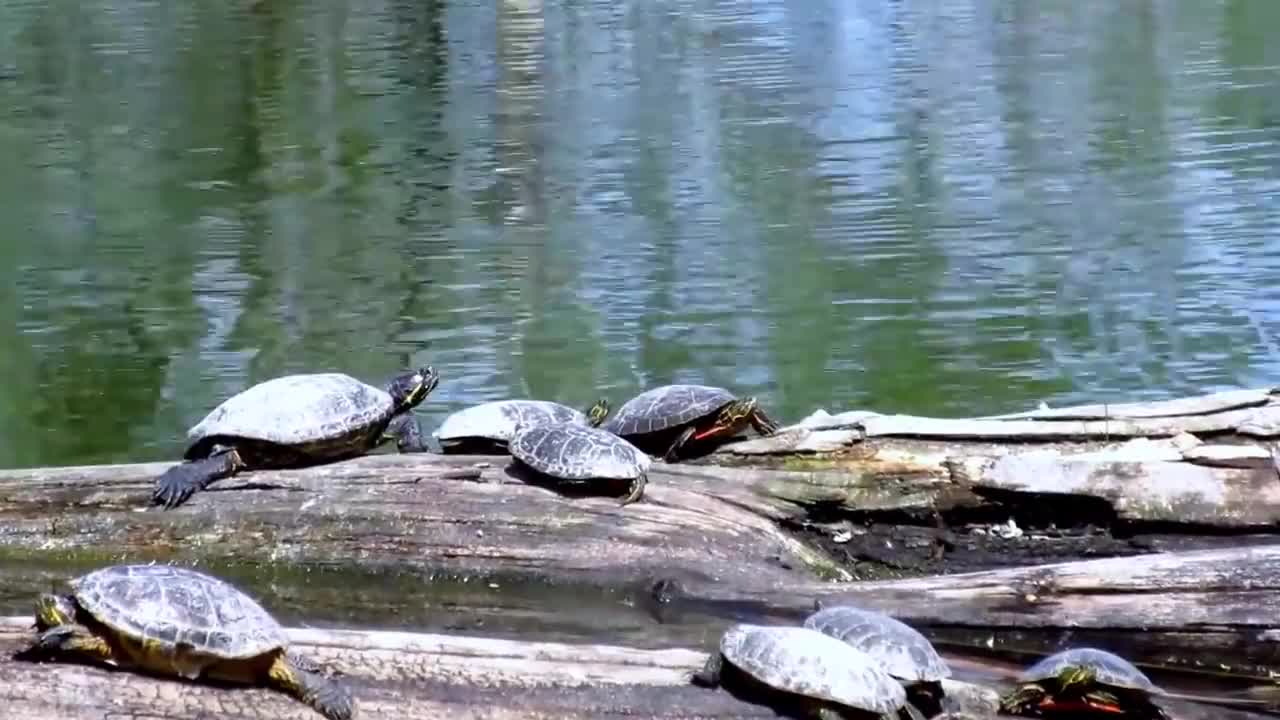 Turtles Reptiles Animals Lake Nature Water Green