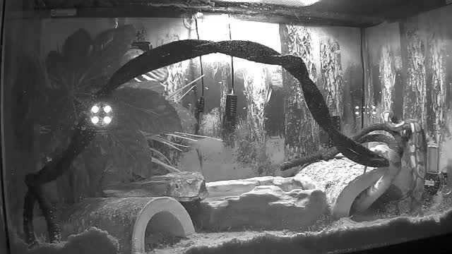 Spying On My Royal Ball Python