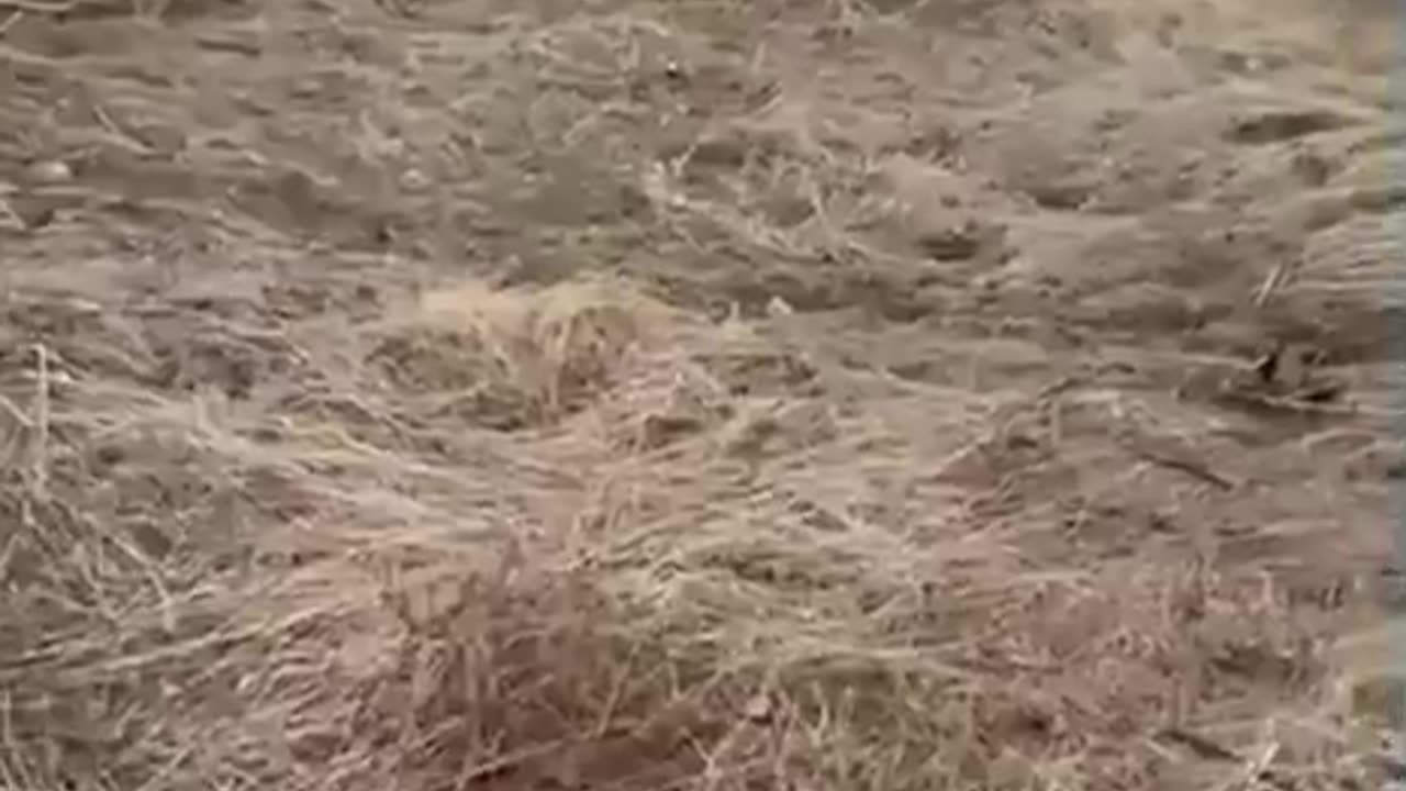Rosjanie wdeptują na miny