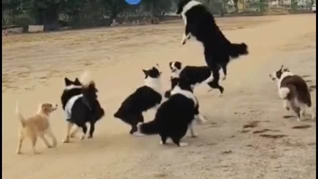 A group of dogs are playing with balloons. They are having a good time