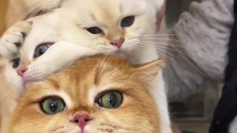 Cute cats