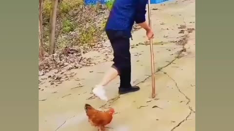 Funny animals (hen) video