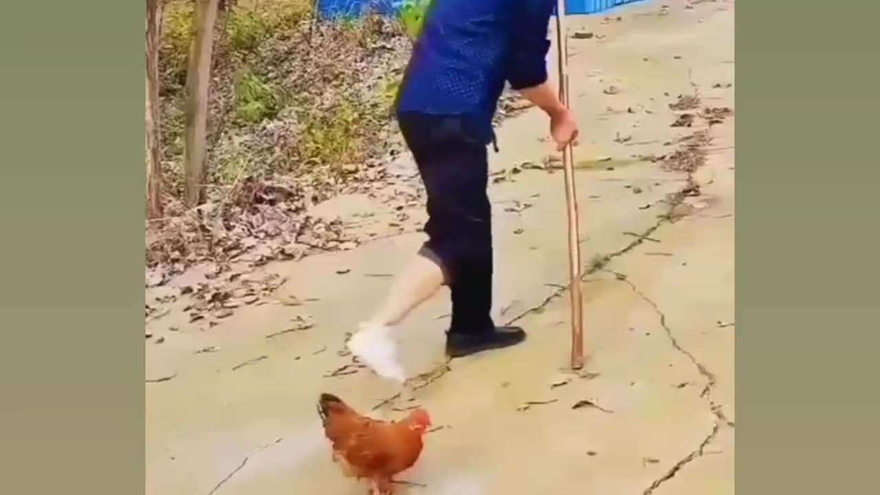 Funny animals (hen) video