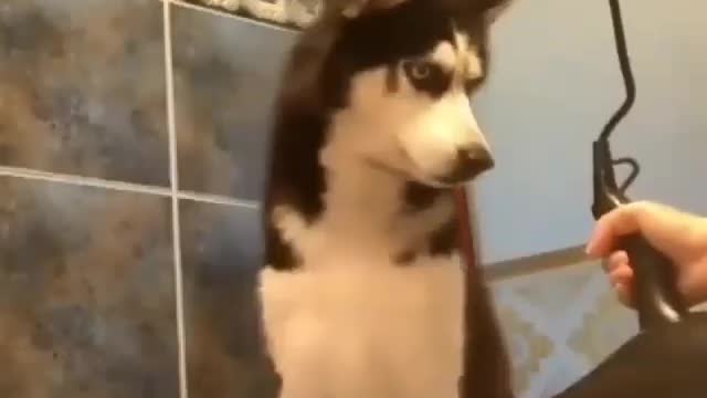 Dog Funny Video