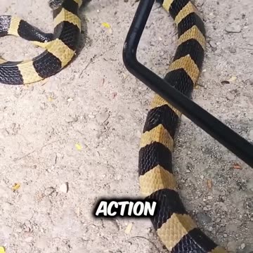 Poisonous vs Venomous Snakes