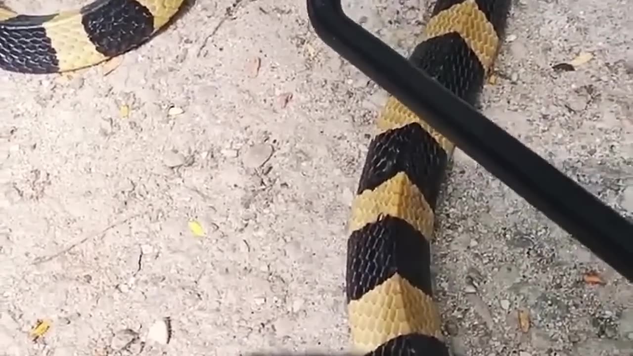 Poisonous vs Venomous Snakes