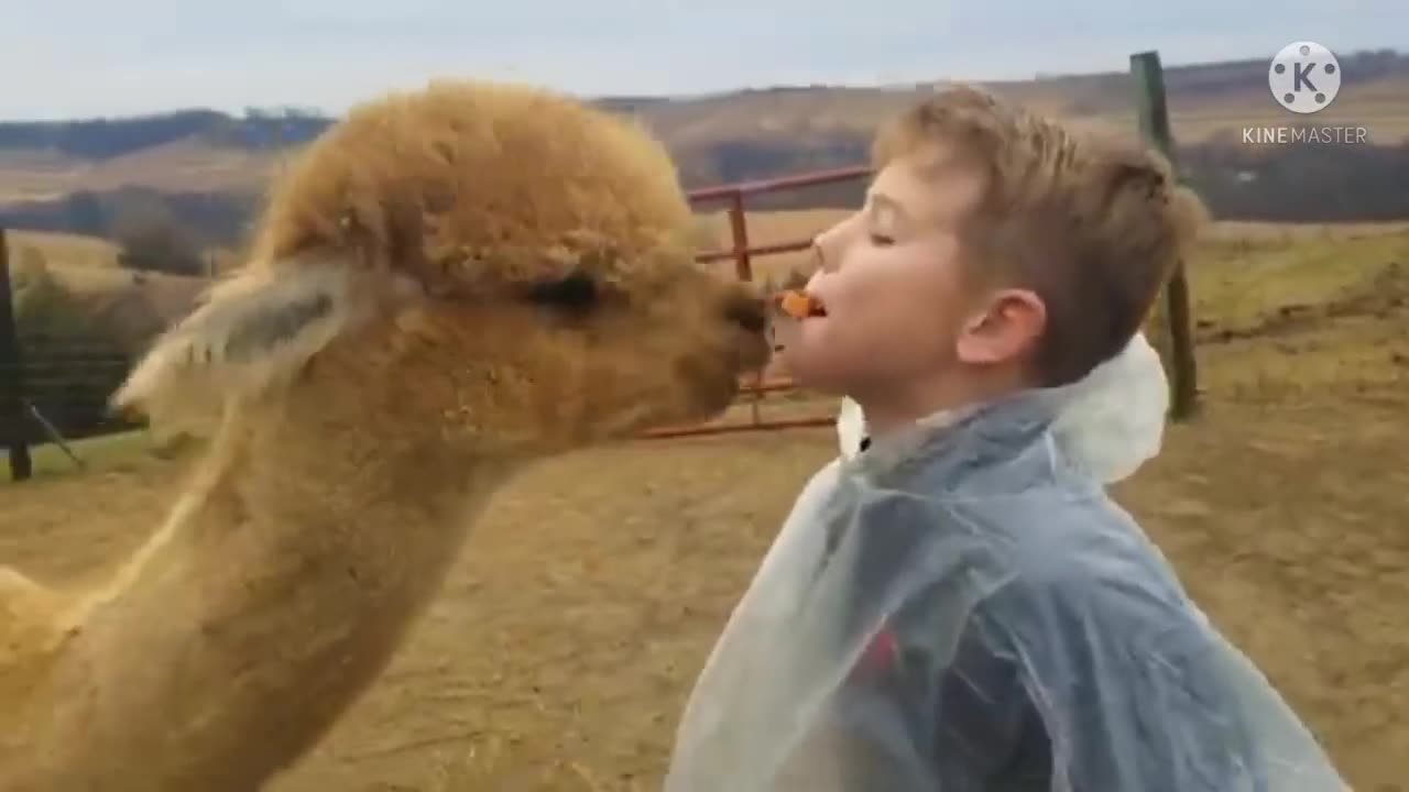 Best Funniest Animal Videos - Feeding Lama