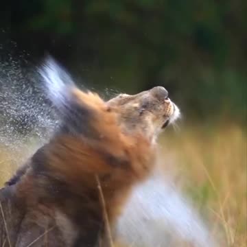 Nature beauty wildlife