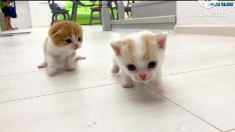 Very cute cat funny