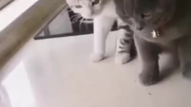 Cat sees fish for the first time... and is scared!