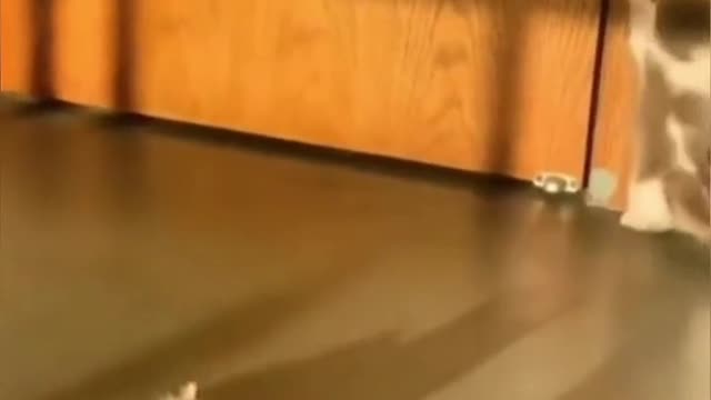 cute side of animals