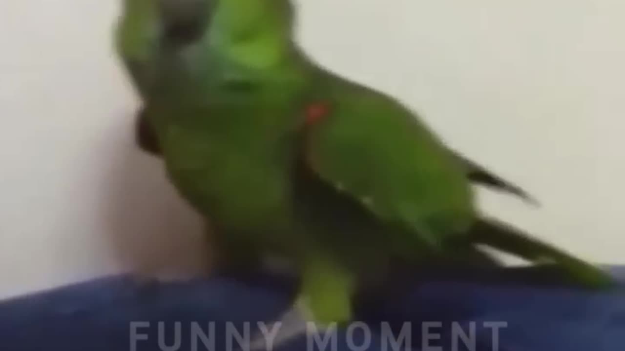 Funny Animals Top 50 Viral Videos Part 1 , Funny Dogs Cats Pets And Animals Viral Videos | Umarrism