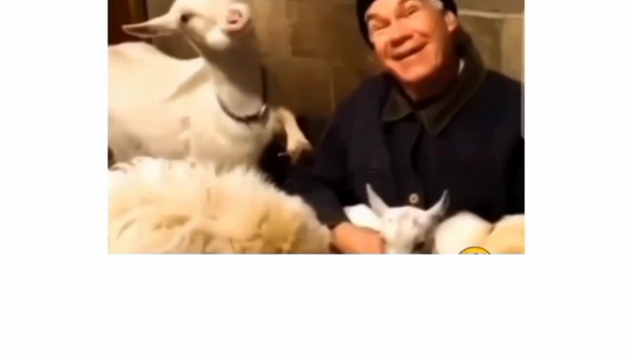 sheep funny video😂😆