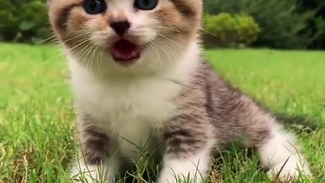 Small Funny Cute Cat Video