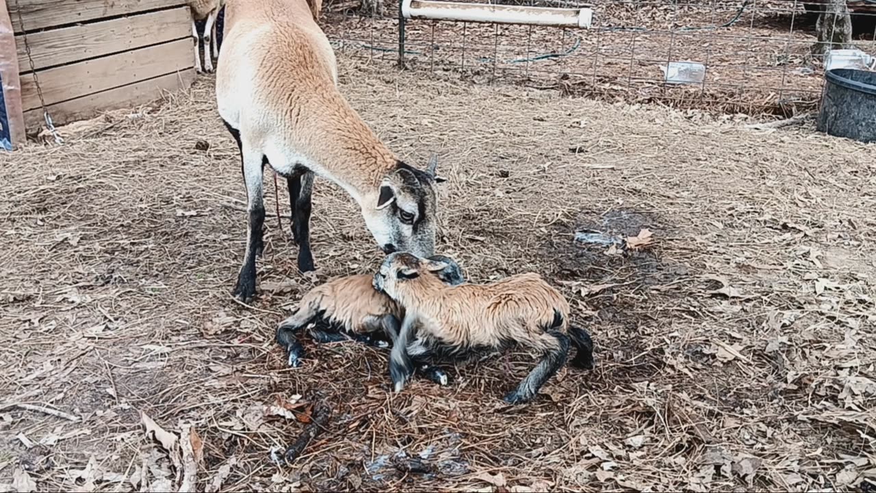 Twin Lambs First Moments