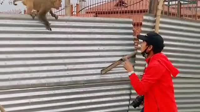 Funny video With Monkeys