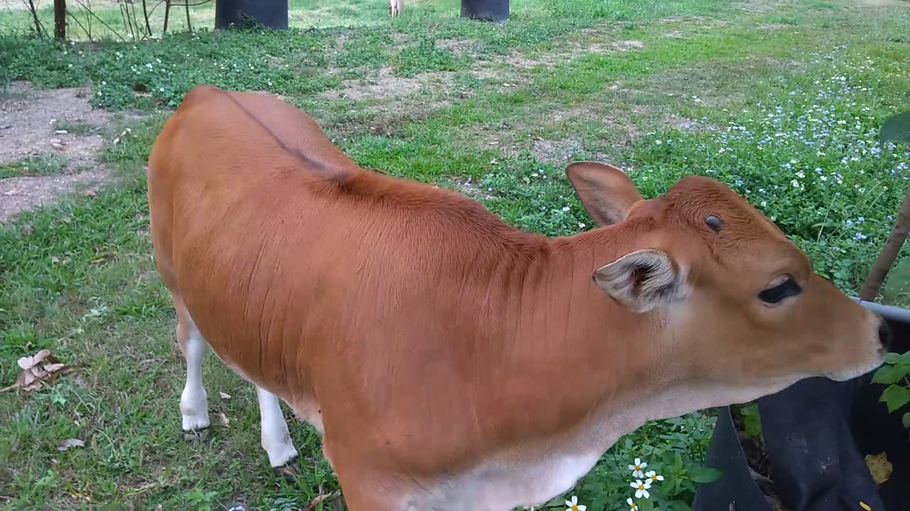 cattle in camping area