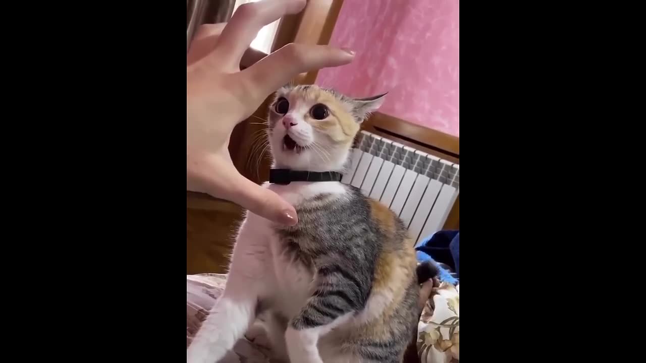 New Funny Animals π Funniest Cats and Dogs Videos πΊπΆ