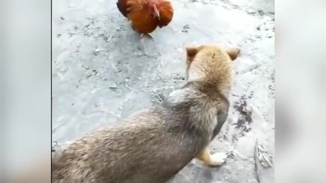 Dog & Chicken Fight! You Shouldn’t Miss It!😱(2021)