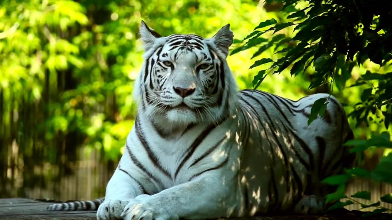 White Tiger Relaxing