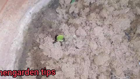 Kichengarden routine growing seeds in the fall of growing the