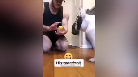 Funniest Animals 2023 😂 Funniest Cats and Dogs 😺🐶 | XENOLAM