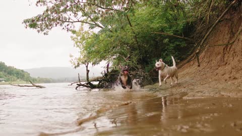 The two strong dogs running in the water.