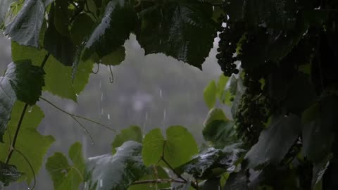 Snoothing Rain and Thunder in the forest for quick and better sleep. [Sleep in 5 minutes]