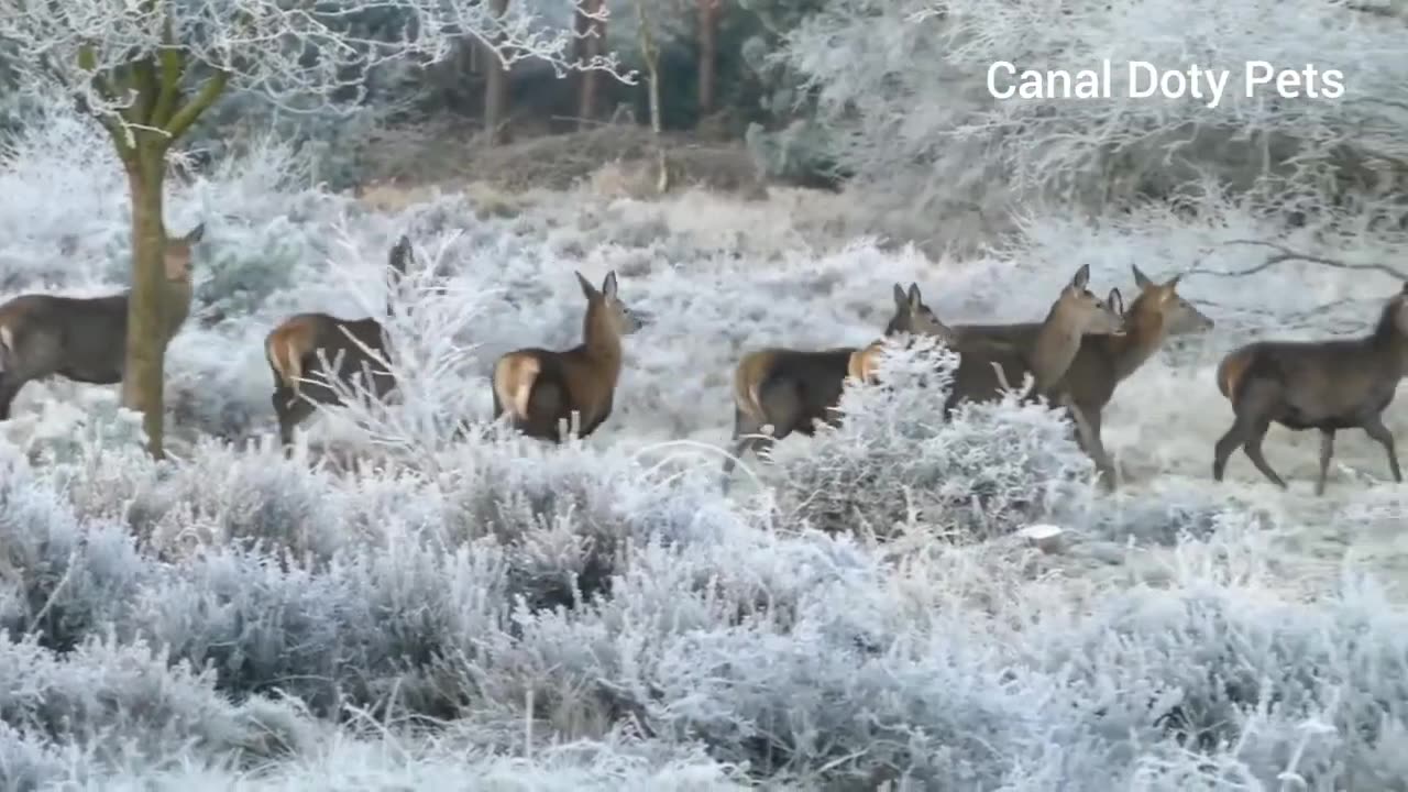 Video of several Animals...🐅🐓🐂🐖FARM ANIMALS.