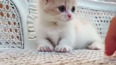 Cute 🐈