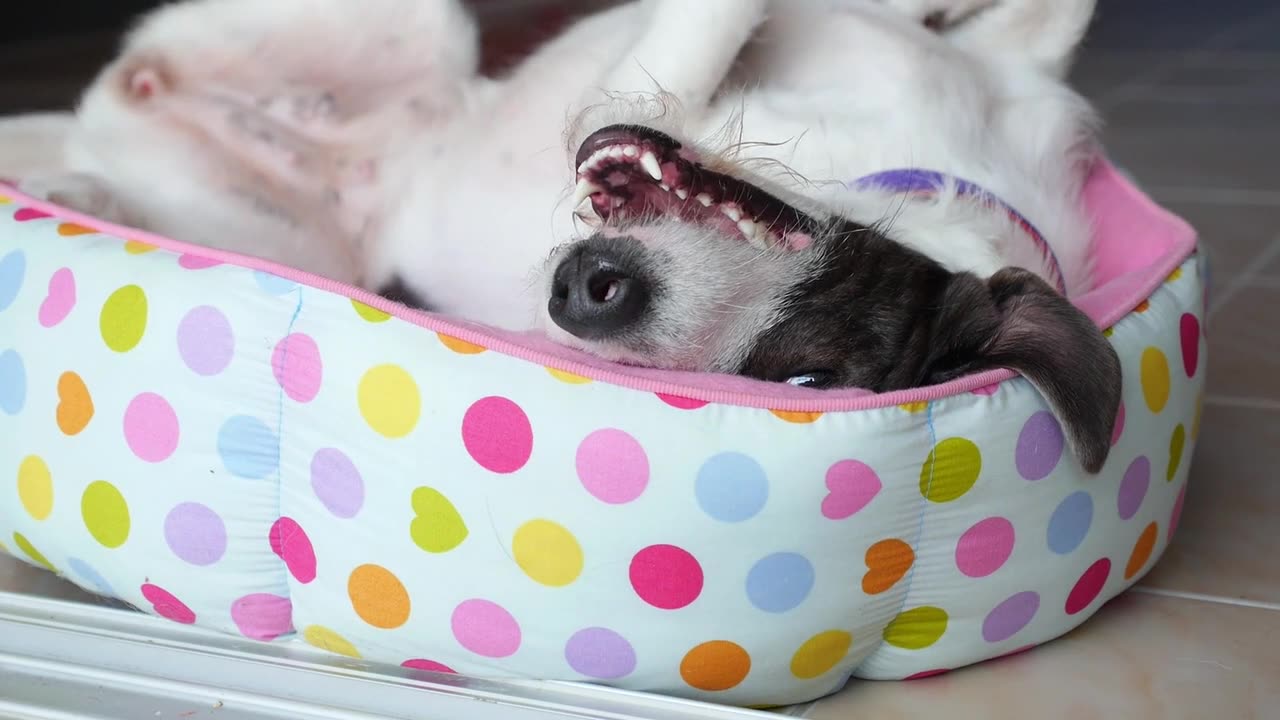 puppy playing in the bed