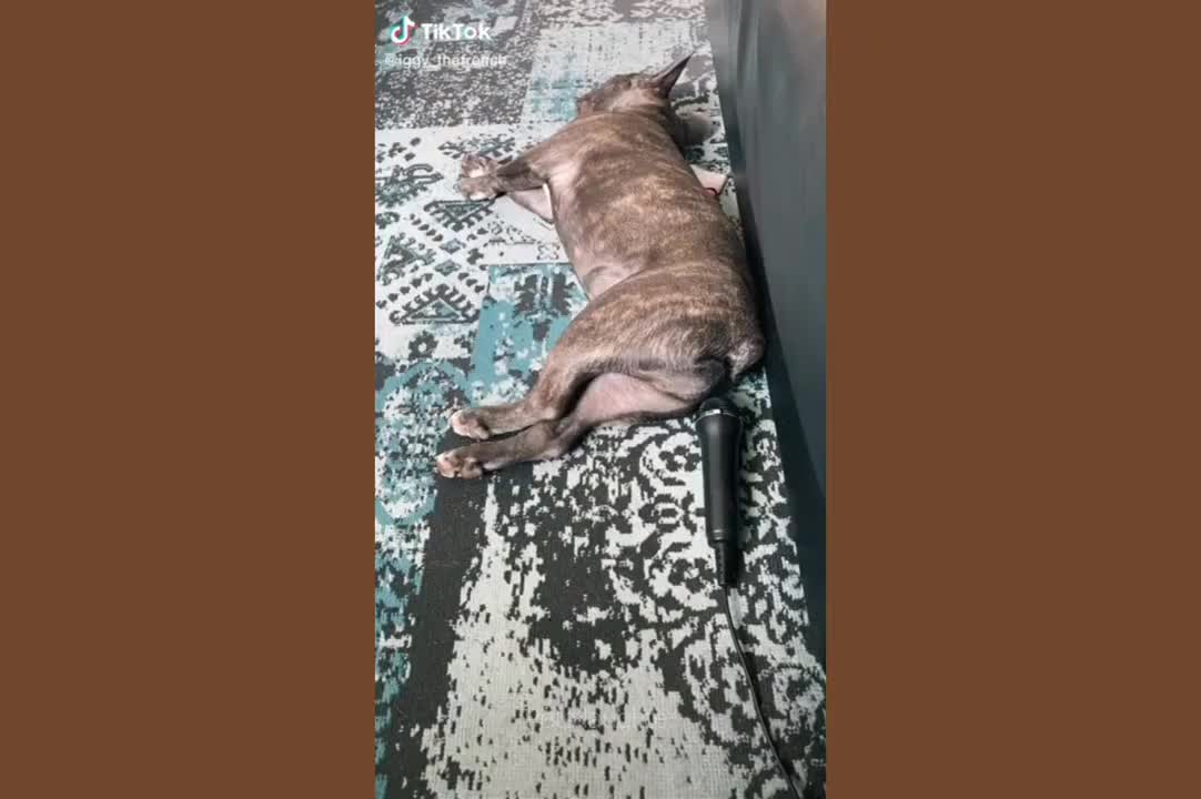 Dog Farts Into Microphone And Gets Scared