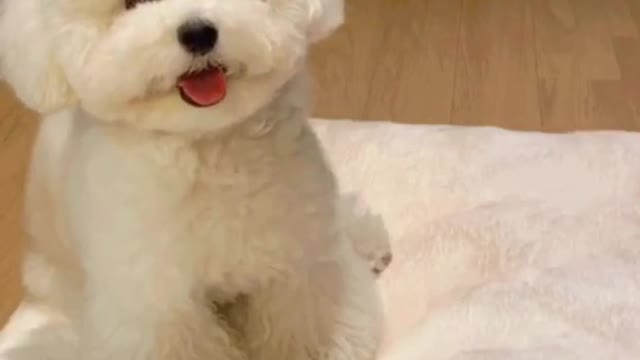 🐻🐩텍스트밈 도전~ #킴미소#이아라#토이푸들#푸들#tiktok#강아지#プードル #トイプードル#펫스토리#마이펫#주간베스트@tiktok_kr#스타펫오디션#반려동물#텍스트밈#틱톡코미디