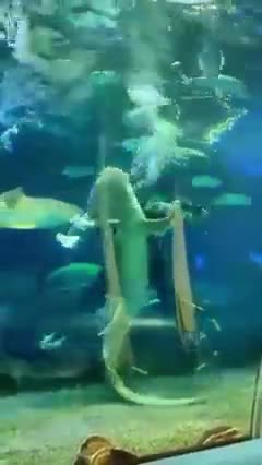 Ballroom Dancing With A Shark
