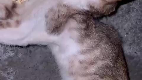 Critical Kitten