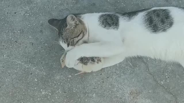 Cat bite the chick