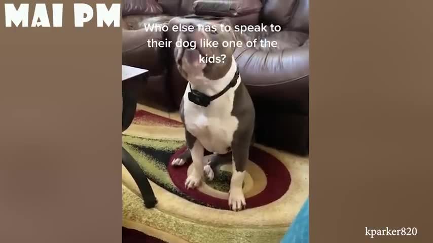 Only DOGS can make us SUPER HAPPY and LAUGH - FUNNY DOG Videos smile