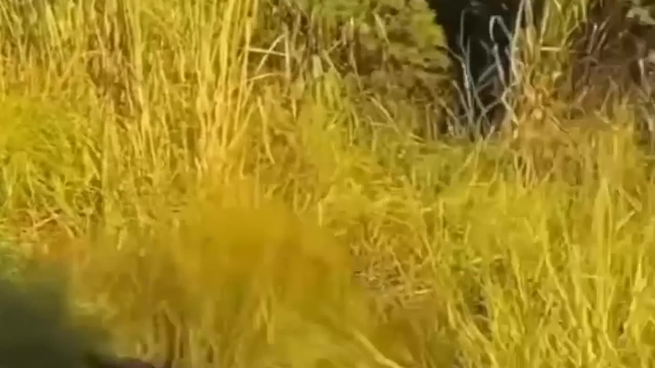Funny video's