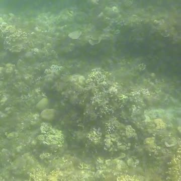 🌊 Snorkeling Bliss Awaits! 🐠