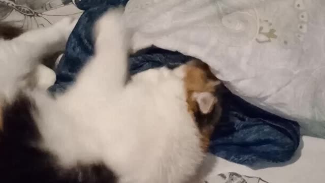 my beloved kitty
