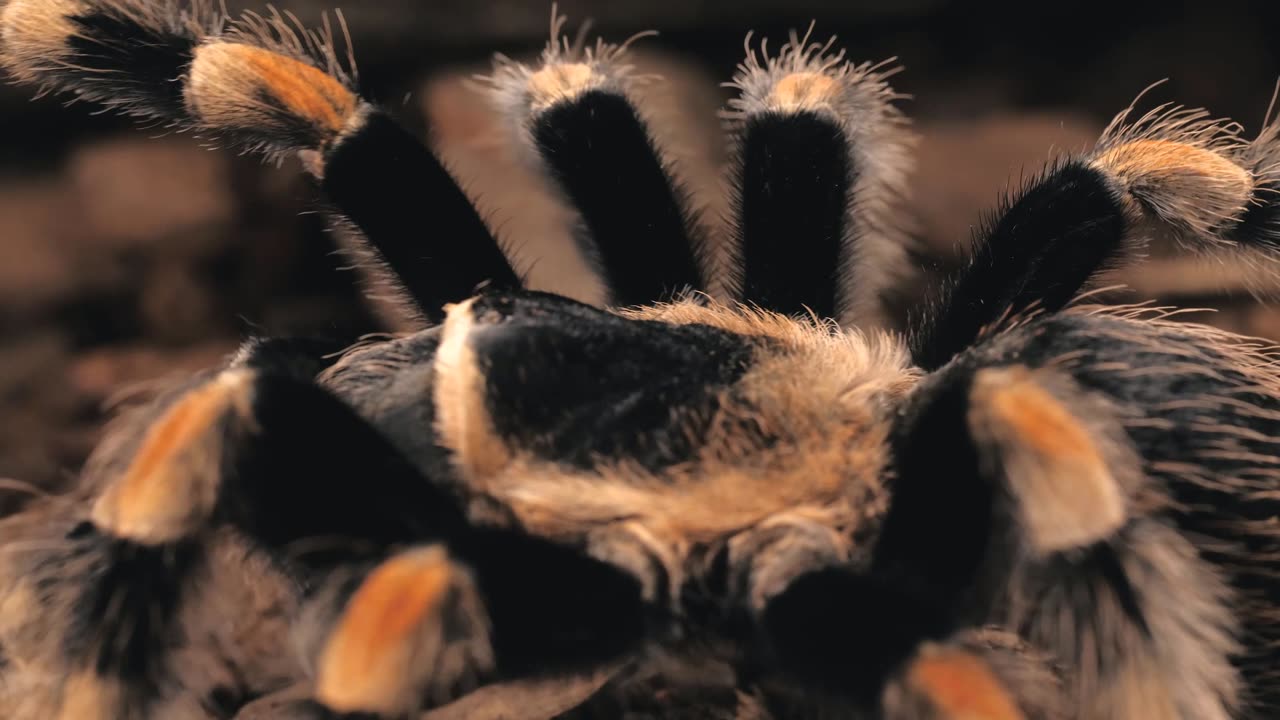 Tarantula walking, close up