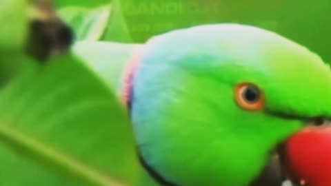 parrot