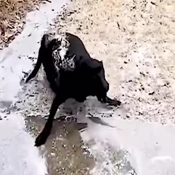 Best of these amazing funny animals 2022